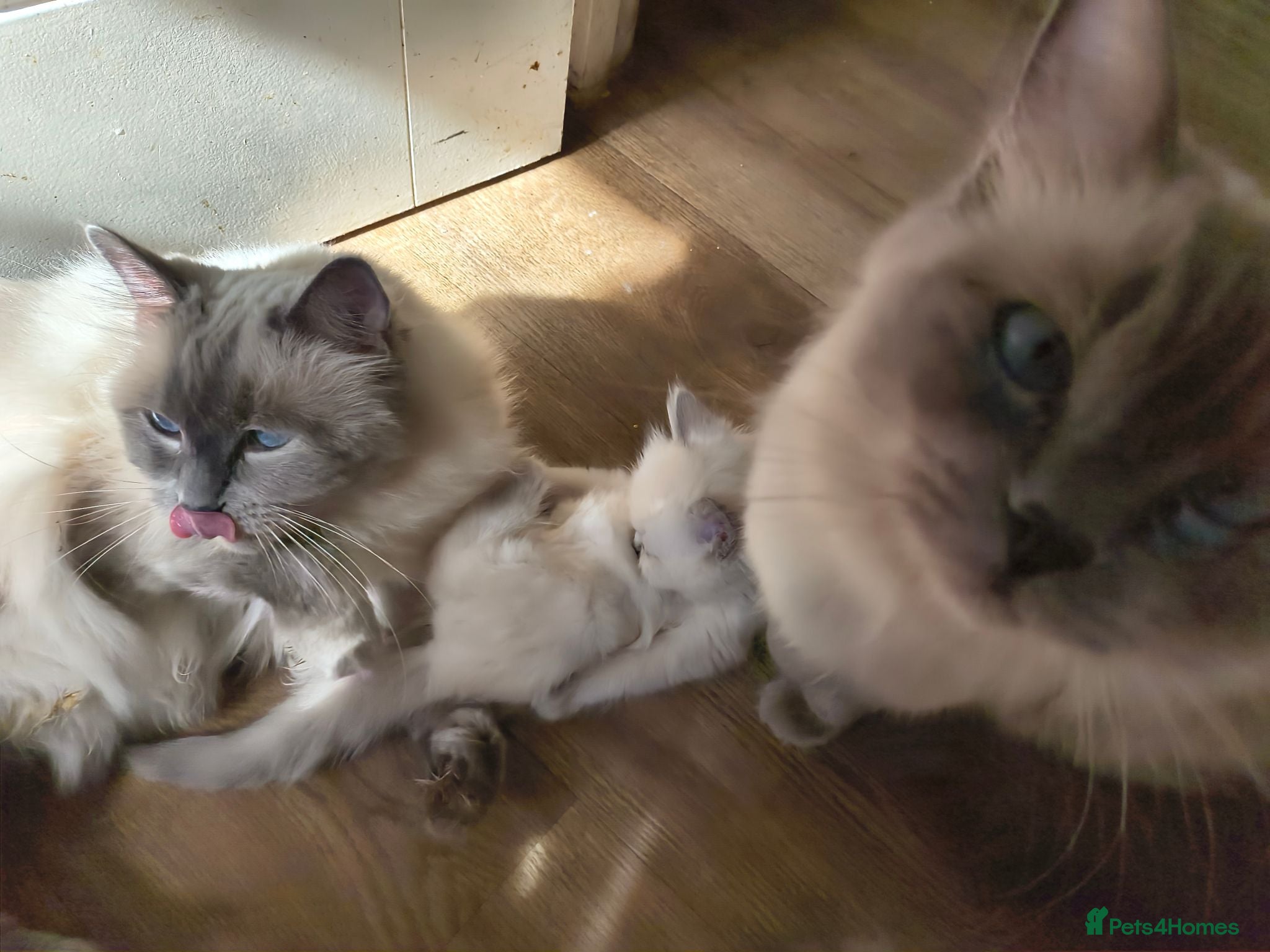 Ragdoll cats Gorgeous little of Ragdolls  - Advert 2