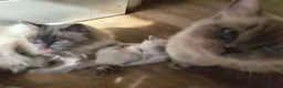Ragdoll cats for sale: Gorgeous little of Ragdolls  - Advert 3