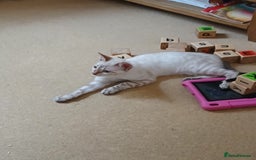 Bengal cats for sale: Health-checked TICA Family Bengal Kitten READY NOW in Warminster - Image 18
