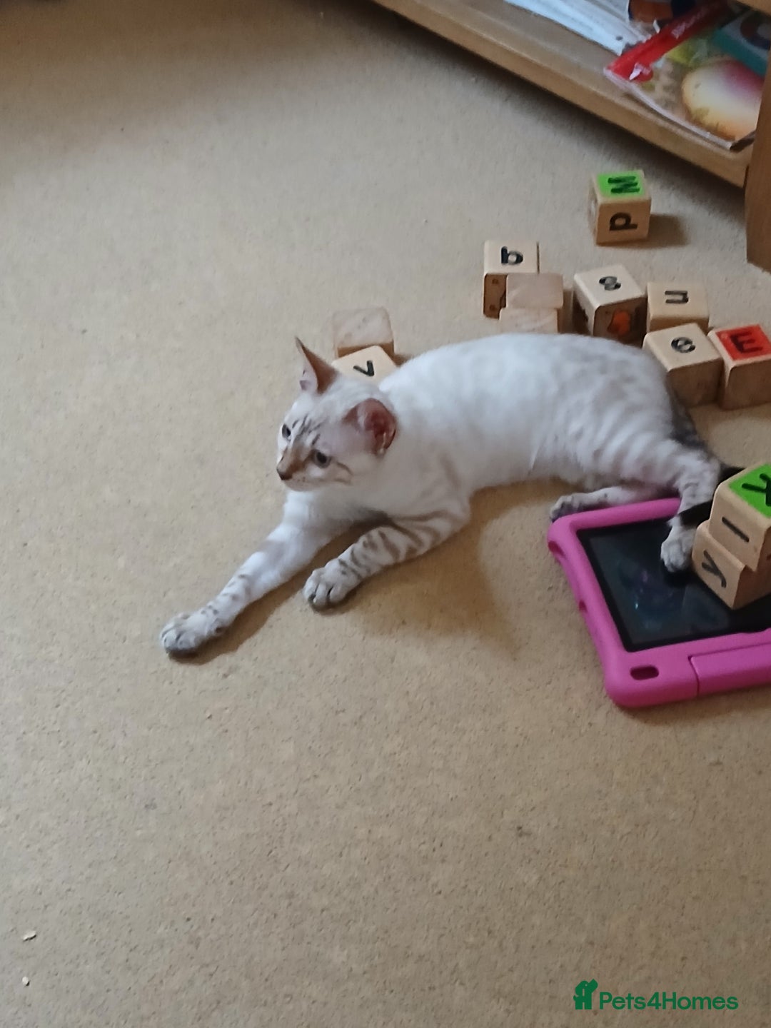 Bengal cats for sale: Health-checked TICA Family Bengal Kitten READY NOW in Warminster - Image 18