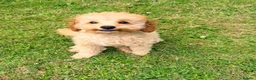 Toy Poodle dogs for sale: 1 boy available healthtested beautiful toy poodle  - Advert 4