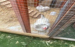 Chickens poultry for sale: West Sussex and bantum - Image 3