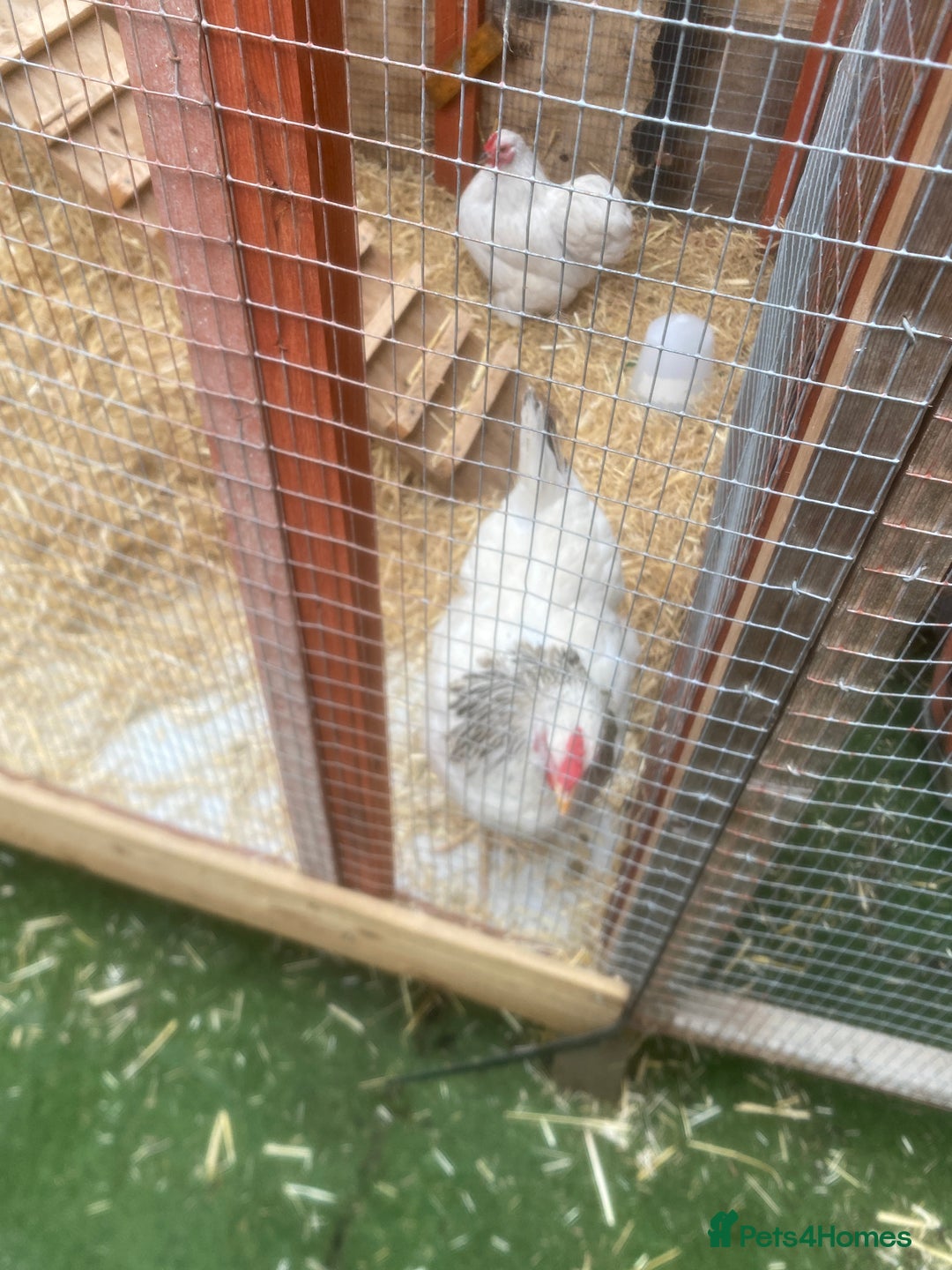 Chickens poultry for sale: West Sussex and bantum - Image 3