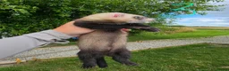 Ferret rodents for sale: Ferret hobs  - Advert 4