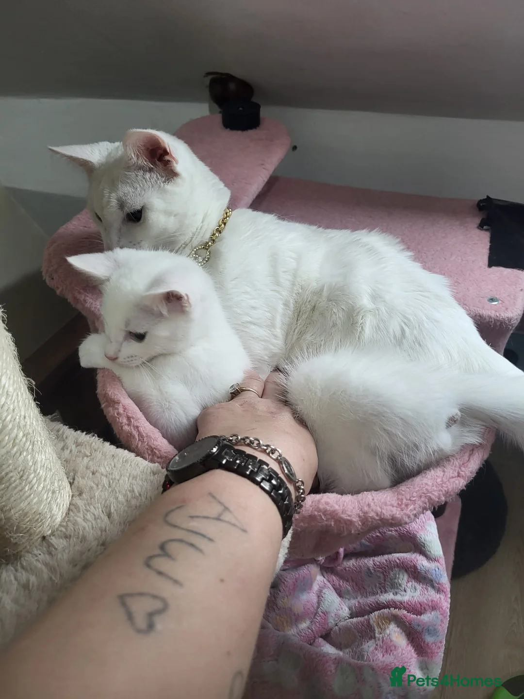Turkish Angora cats for sale: Turkish angora kitten boy in Birmingham - Advert 1