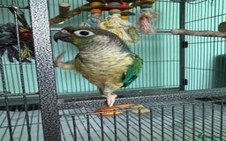 Conures birds for sale: Conures - Image 6