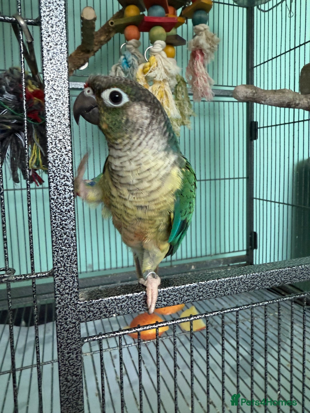 Conures birds for sale: Conures - Image 6