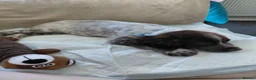 Mixed Breed dogs for sale: Sprocker - Advert 3
