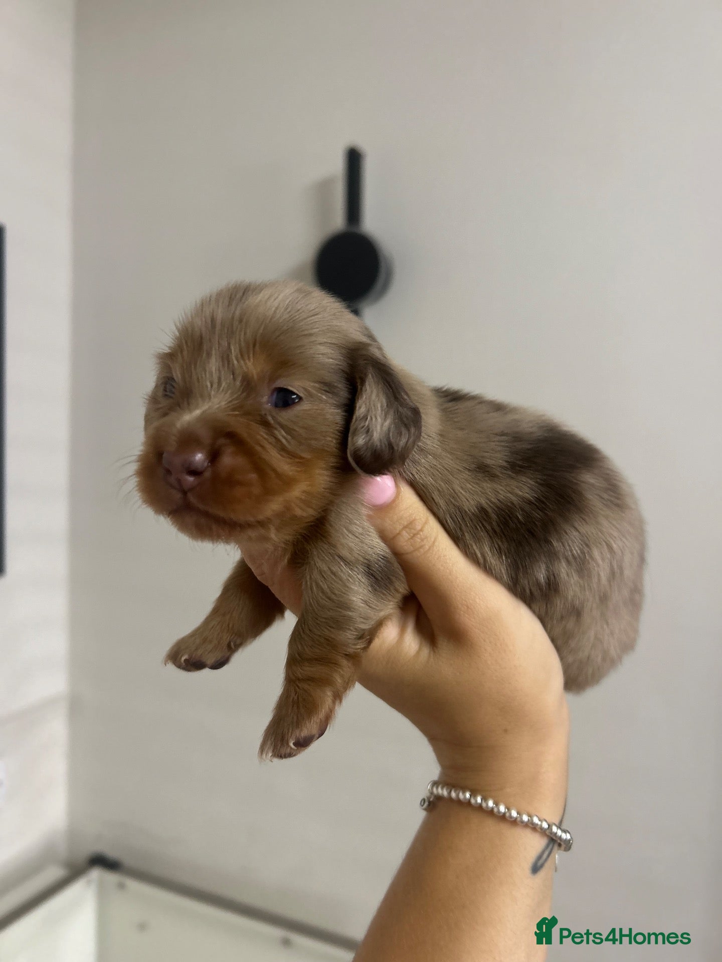 Miniature Dachshund dogs Beautiful miniature dachshunds💗💗💗🩵🩵 - Advert 17