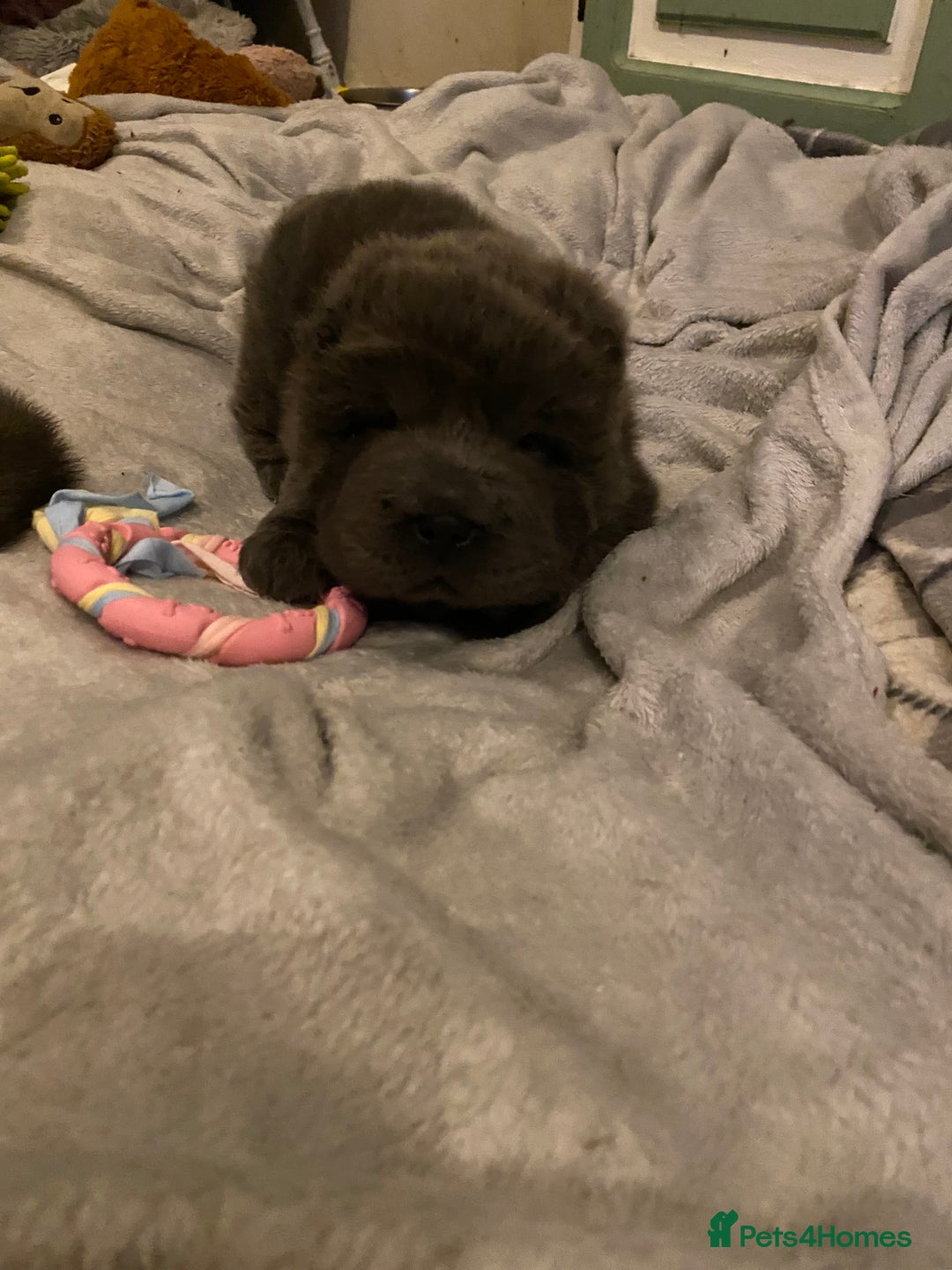 Shar Pei dogs for sale: Bear coat shar pei blue girl  - Advert 6