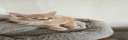 Maine Coon cats for sale: Full Mainecoon beautiful kittens  - Advert 13