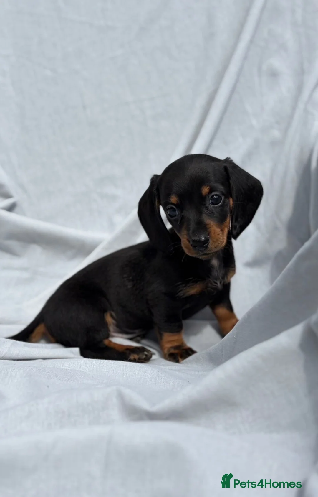 Miniature Dachshund dogs for sale: Miniature Dachshund Pups Ready Now - Advert 1