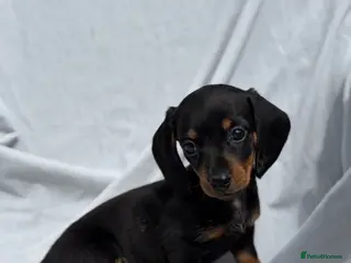 Miniature Dachshund dogs Miniature Dachshund Pups Ready Now - Advert 2