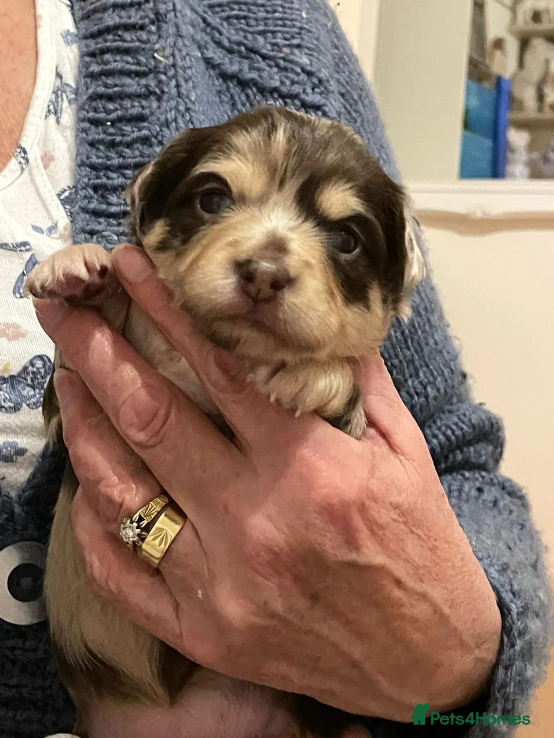 Chihuahua dogs for stud: Merle long haired Chihuahua Stud in Nottingham - Advert 20