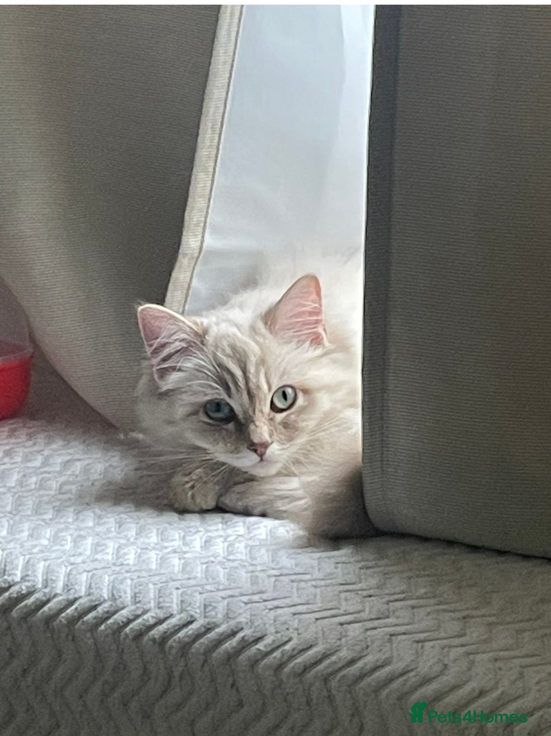 Ragdoll cats for sale: Sadly selling my beautiful ragdoll Lillie  - Advert 5