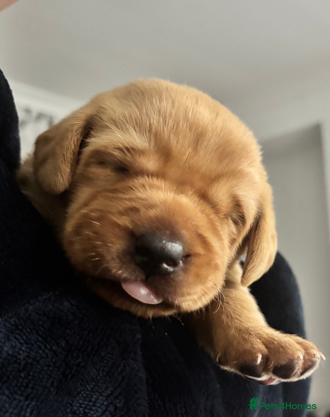 Labrador Retriever dogs for sale: 1 beautiful kc lab - Advert 25