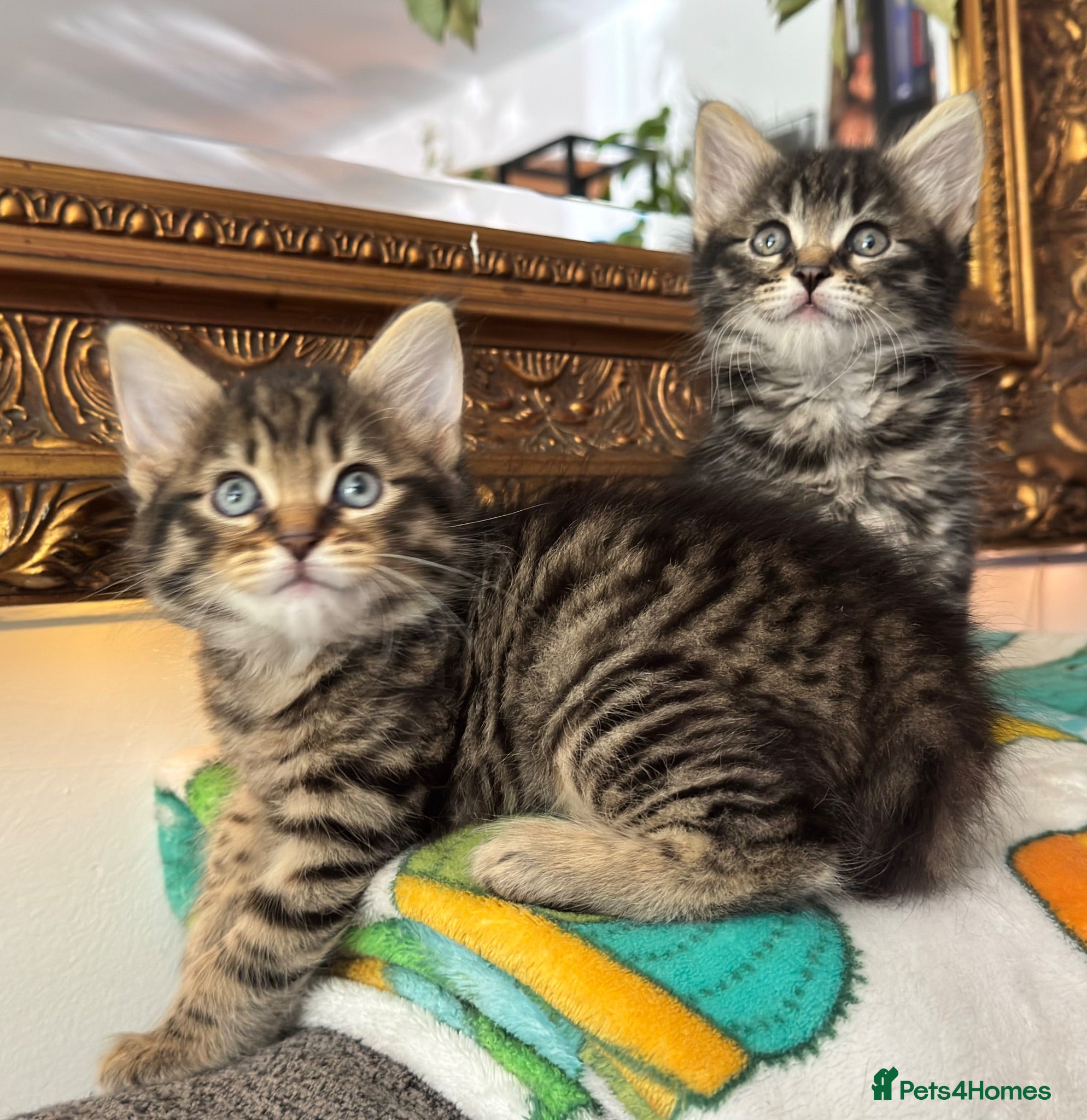Mixed Breed cats Beautiful kittens 😻 - Advert 1