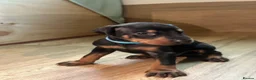 Dobermann dogs for sale: KC registered Doberman puppies  in Doncaster - Advert 2