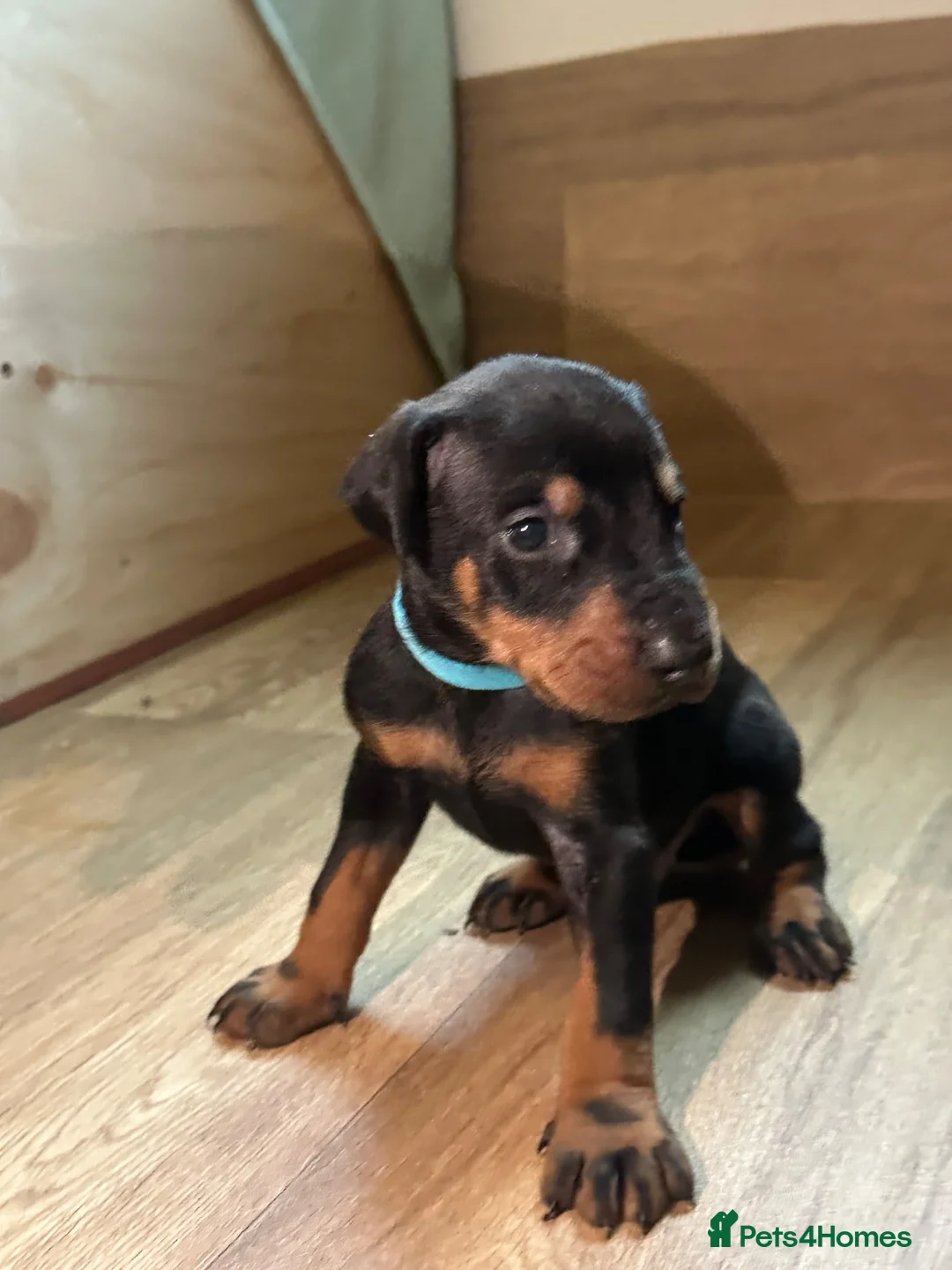Dobermann dogs for sale: KC registered Doberman puppies  in Doncaster - Advert 2
