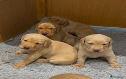 Labrador Retriever dogs for sale: Gorgeous KC registered Labrador Puppies  - Image 2