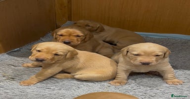 Labrador Retriever dogs - Advert 5