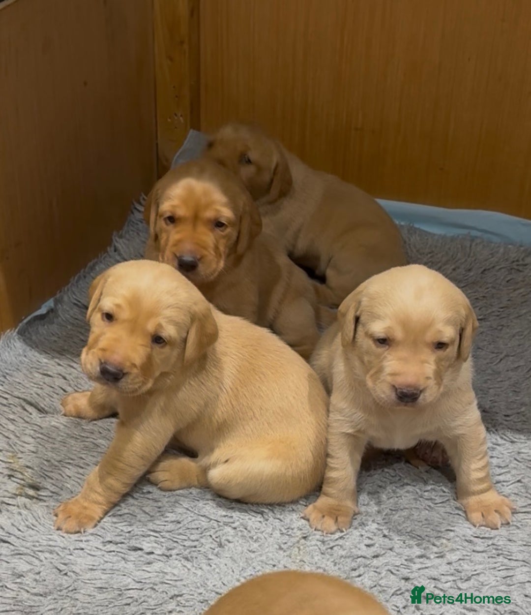 Labrador Retriever dogs for sale: Gorgeous KC registered Labrador Puppies  - Image 2