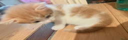 Mixed Breed cats for sale: Adorable ginger and white kitten  - Advert 5