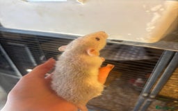 Rat rodents for sale: Babies rats, rex, dumbos and fancy - Image 7