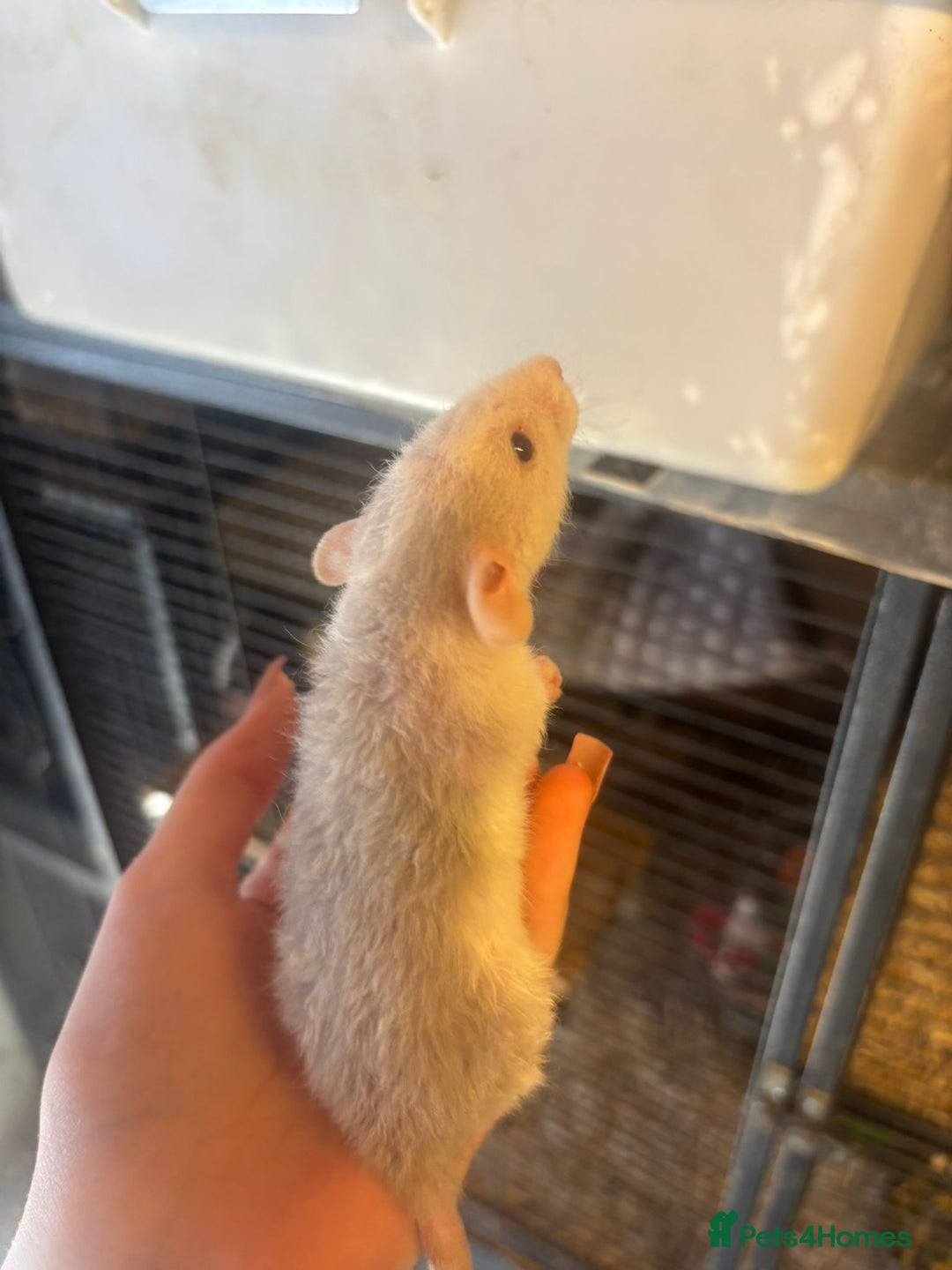 Rat rodents for sale: Babies rats, rex, dumbos and fancy - Image 7