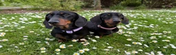 Miniature Dachshund dogs for sale: Stunning Miniature Dachshunds - Advert 10