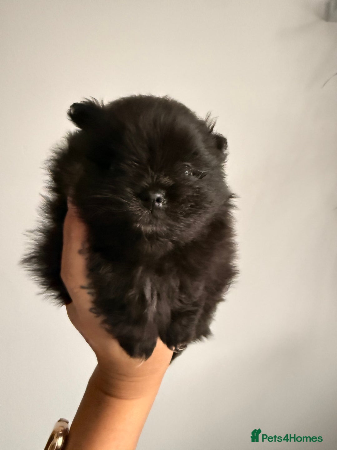 Pomeranian dogs for sale: Tiny Pomeranians - only boy left  - Advert 15
