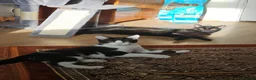 Mixed Breed cats for sale: 2 cat best friends looking for a friendly home - Advert 2
