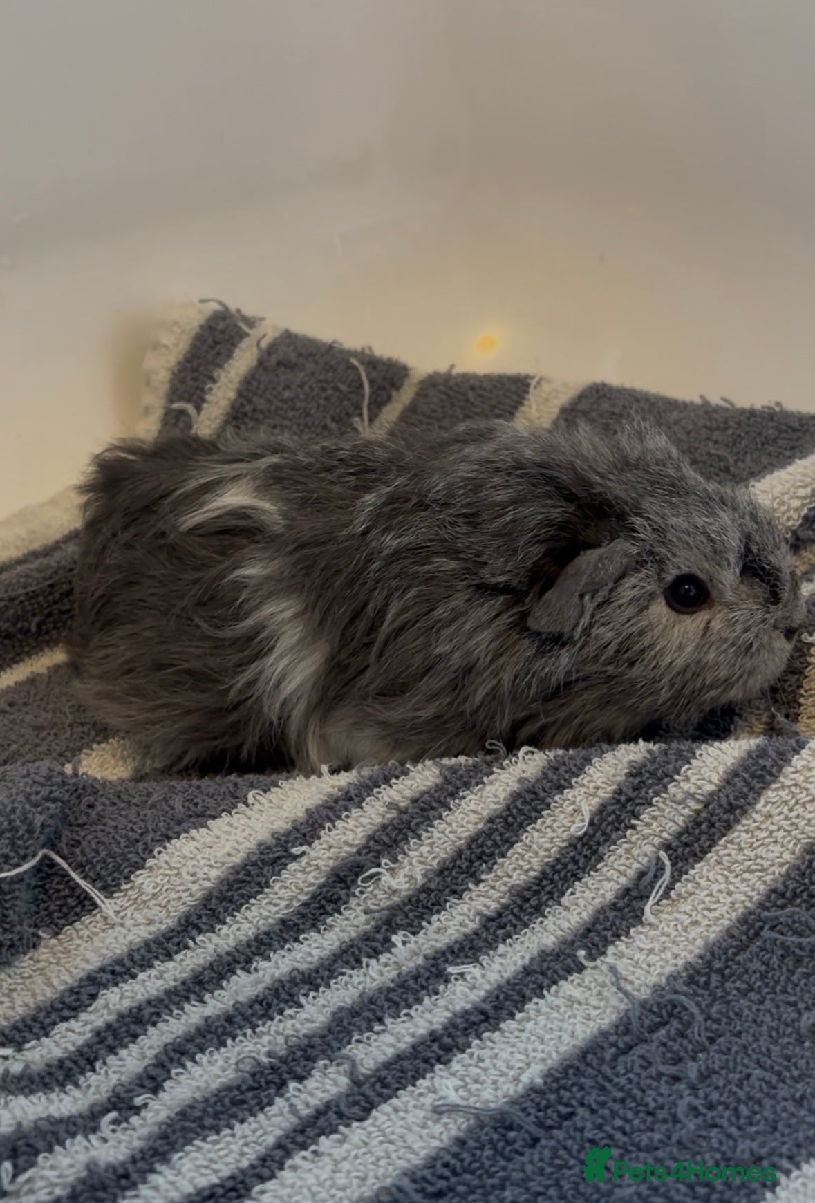 Guinea Pig rodents One female guinea pig  - Advert 11