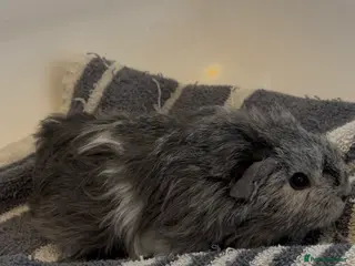 Guinea Pig rodents One female guinea pig - Advert 11