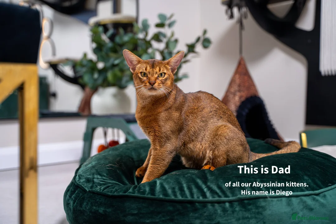 Abyssinian cats for sale: Ruddy Abyssinians Kittens-Outstanding Pedigree  - Advert 28