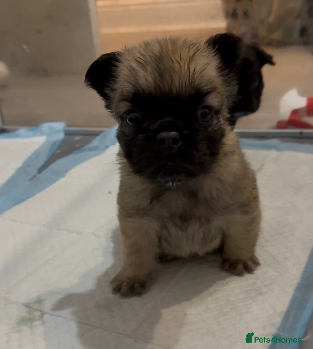 French Bulldog dogs for sale: Reduced 1 Female visual fluffy - Ready now - Advert 3