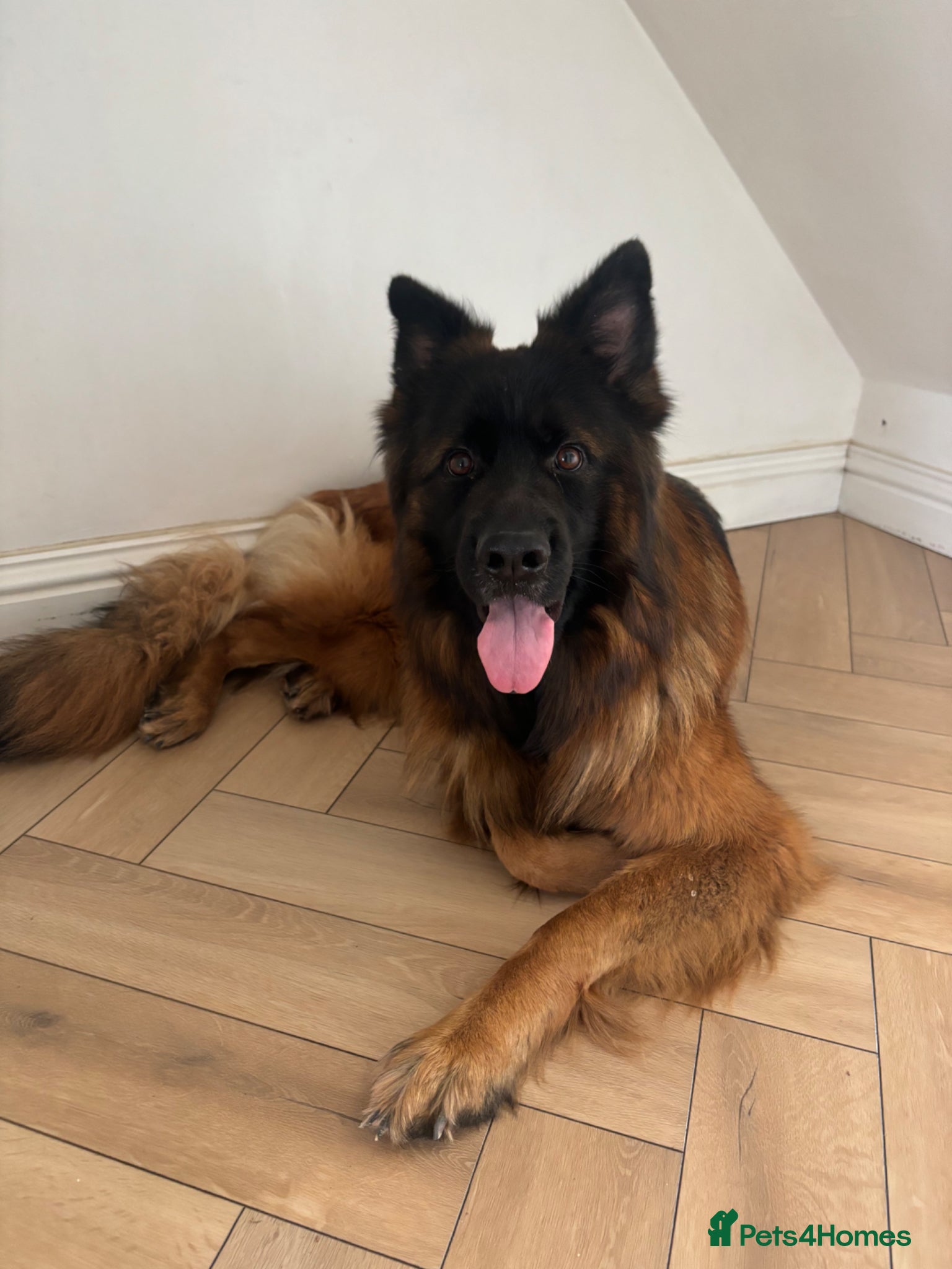 German Shepherd dogs FOR SALE: Forever home for our gorgeous girl  - Advert 16
