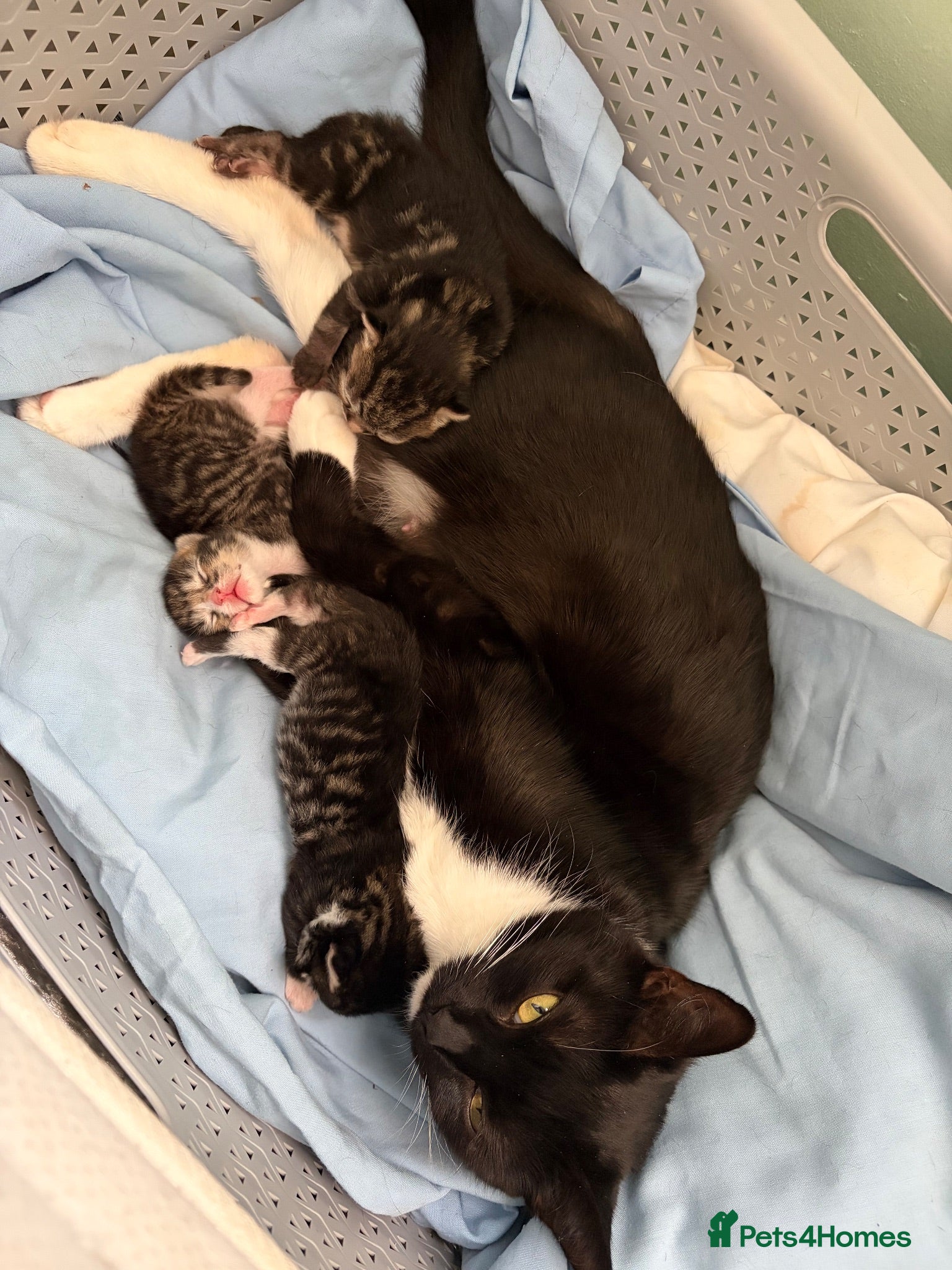 Mixed Breed cats Beautiful tabby kittens  - Advert 1
