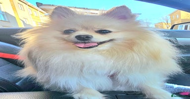 Pomeranian dogs 🩷 1 girl available white/cream 🩷 - Advert 11