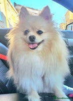 Pomeranian dogs 🩷 1 girl available white/cream 🩷 - Advert 4