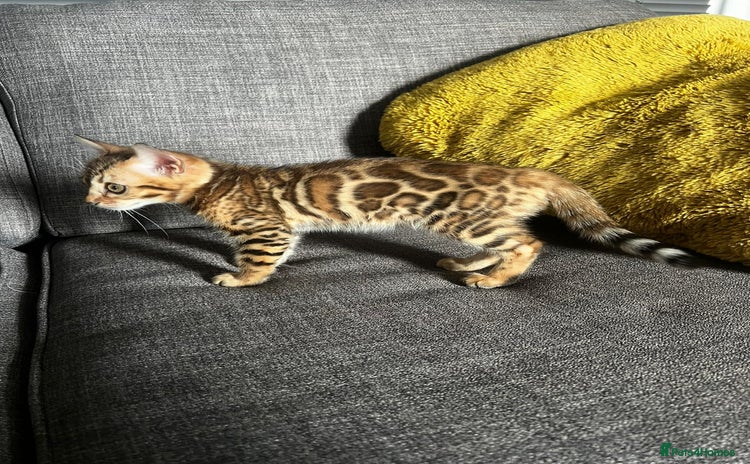Bengal cats - Advert 10