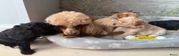 Toy Poodle dogs for sale: Toy poodles puppies  - Advert 3