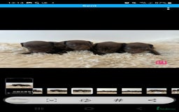 Patterdale Terrier dogs for sale: Patterdale terriers - Image 7
