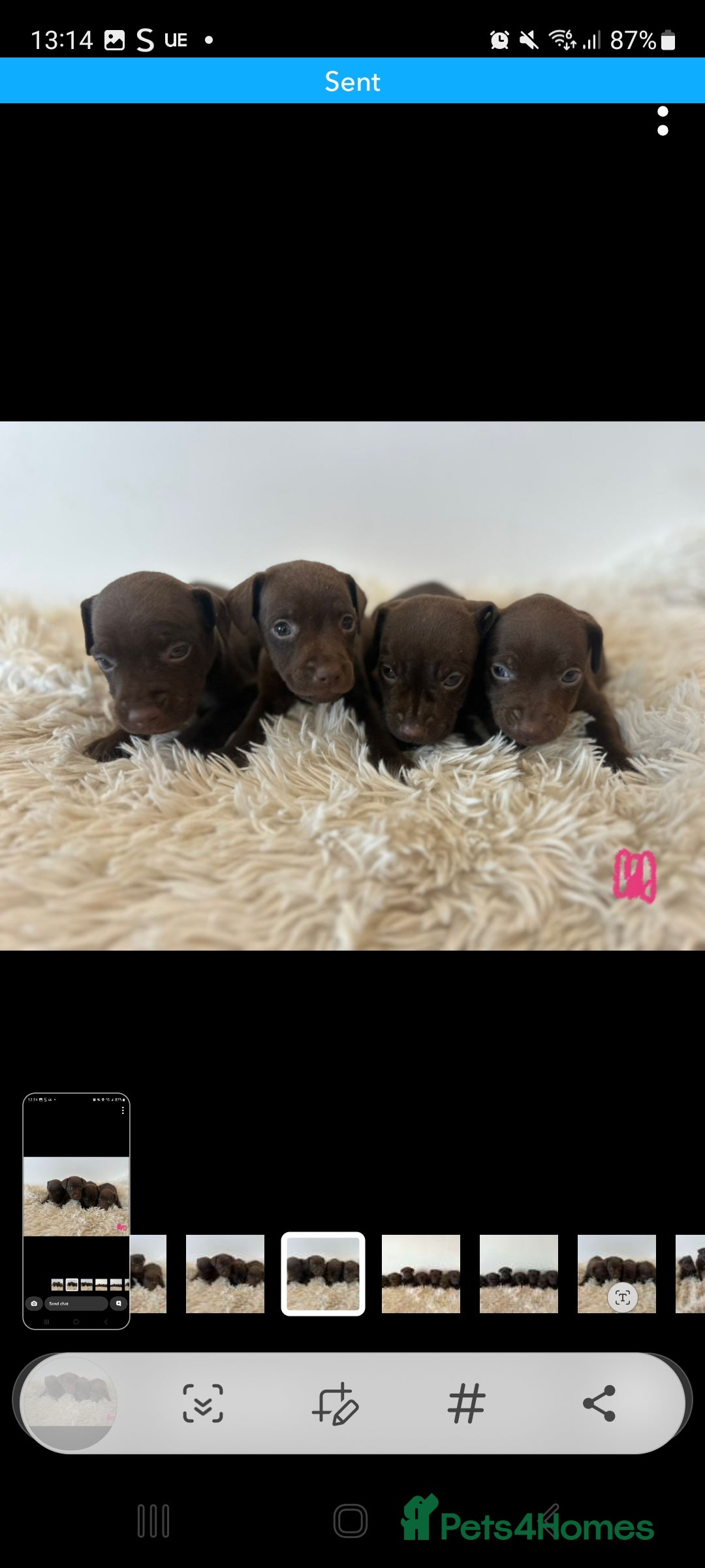 Patterdale Terrier dogs for sale: Patterdale terriers - Image 7