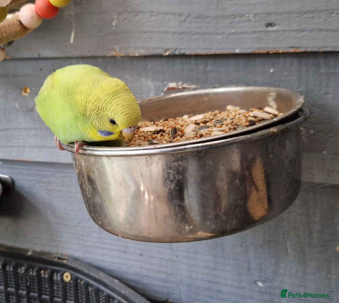 Budgerigars birds for sale: 3 baby budgies avaliable for reserve ready mid jan - Advert 7