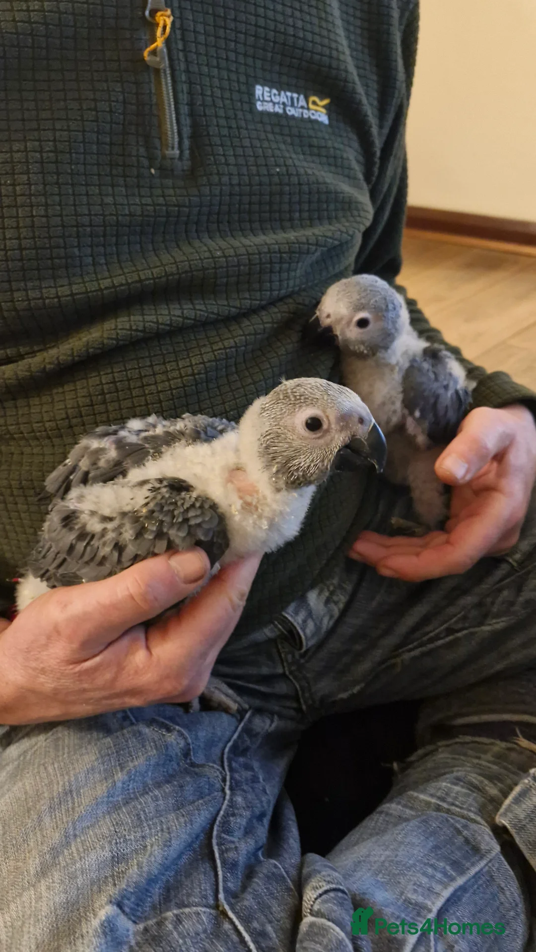 Parrots birds for sale: Hand reared Baby African Greys congo  - Advert 2