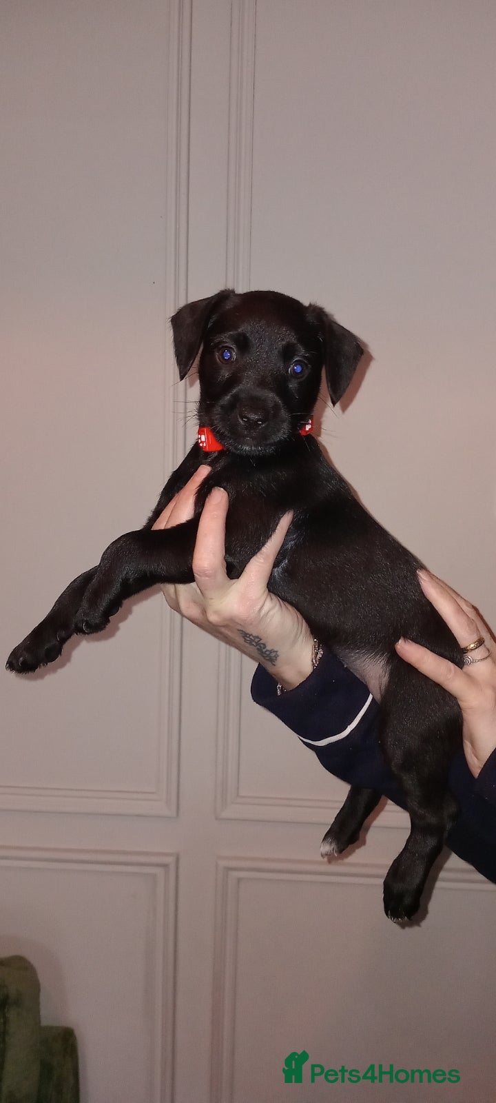 Patterdale Terrier dogs   nuttall and brae buck Patterdale Terrier pups - Advert 2