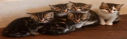 Mixed Breed cats for sale: Adorable, curious tabbies looking for loving homes in London - Advert 9