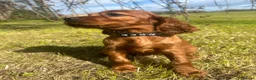 Irish Setter dogs for sale: Beautiful litter of Irish Setters available  - Advert 14