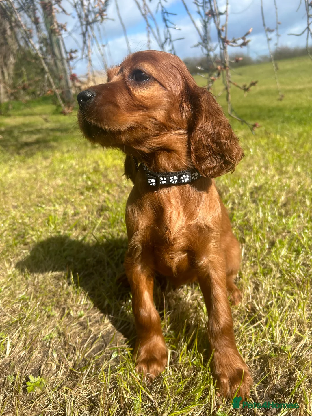Irish Setter dogs for sale: Beautiful litter of Irish Setters available  - Advert 14